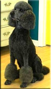 dog grooming photo 2