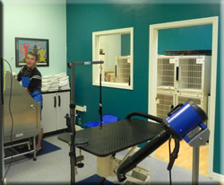 dog groomer photo 2