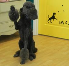 dog groomer photo 1