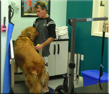 dog groomer photo 4