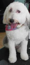 groomer photo 2
